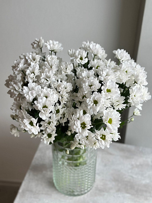 Охапка ромашковой хризантемы