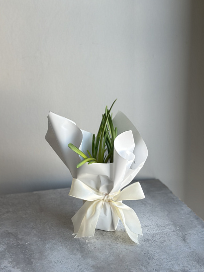 Луковицы нарцисса 3 шт (оранжевый цвет)