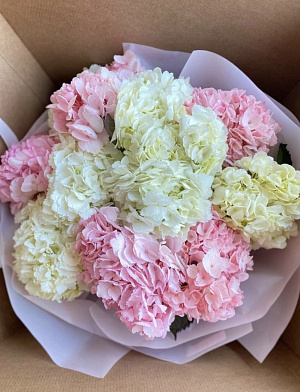 Колумбийские гортензии 11 шт.