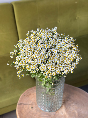 Охапка танацетума