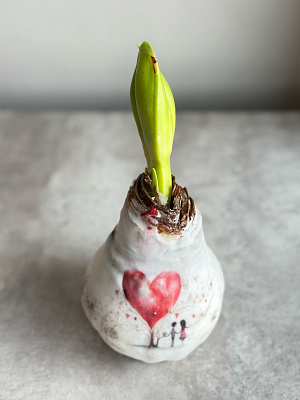 Луковица амариллиса