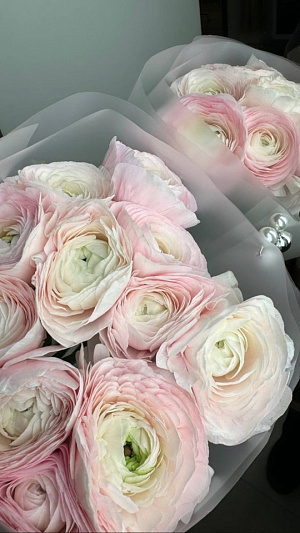 Ранункулюсы в матовой пленке 11 шт.