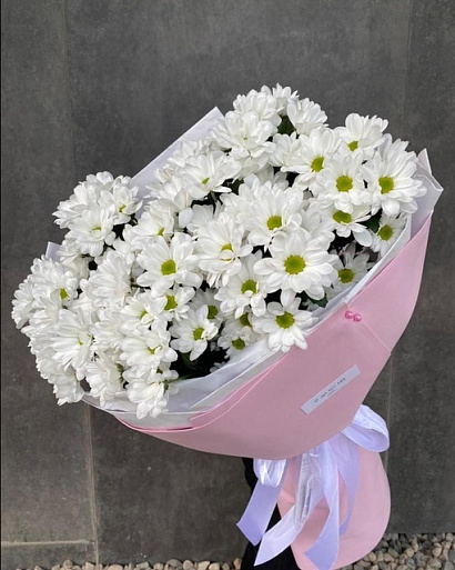 Мороженка ромашковой хризантемы 11 шт.