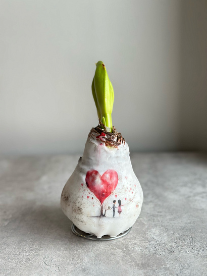 Луковица амариллиса