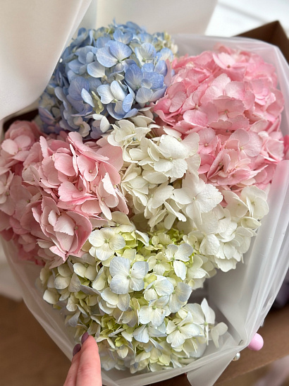 Гортензии в матовой пленке