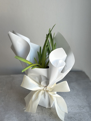 Луковицы нарцисса 3 шт (оранжевый цвет)