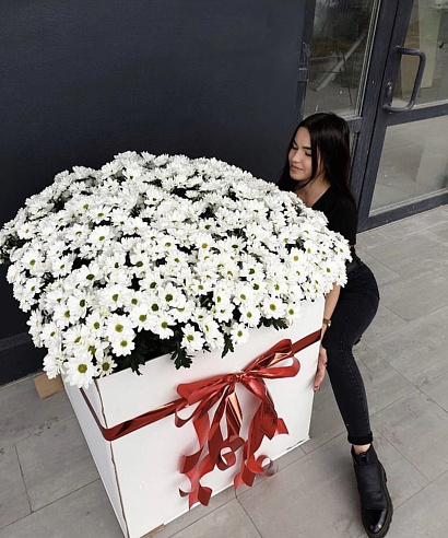 Ромашковое поле хризантем