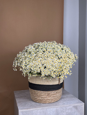 Ромашки 99 шт в корзине